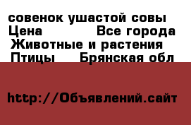 совенок ушастой совы › Цена ­ 5 000 - Все города Животные и растения » Птицы   . Брянская обл.